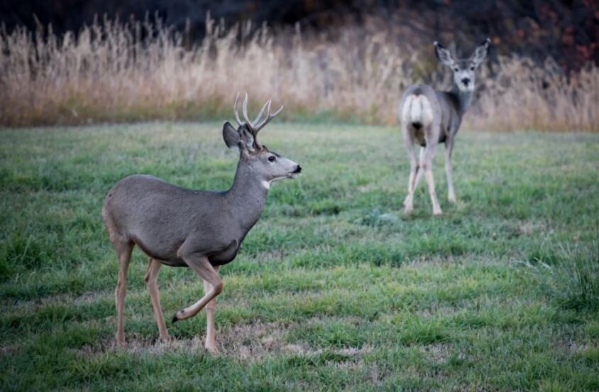 Two deer on a meadow
